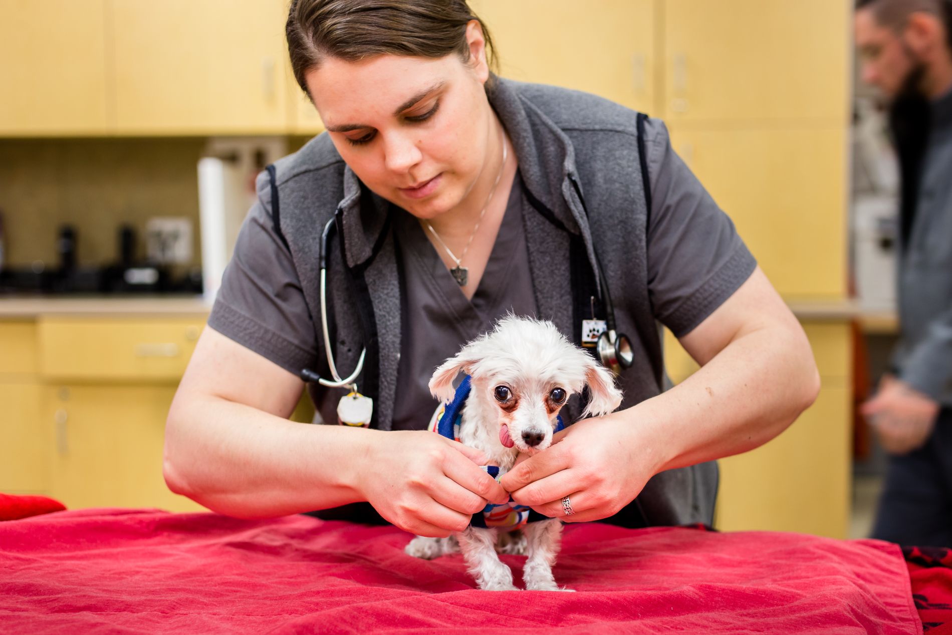 Online Refill Request Mountain View Veterinary Surgery