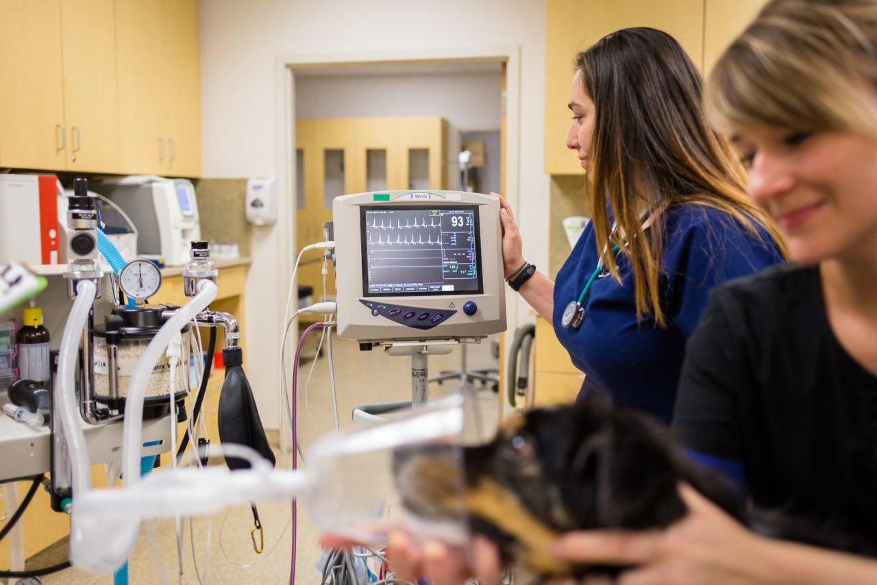 Veterinary Surgery in Colorado Springs Mountain View Veterinary Surgery