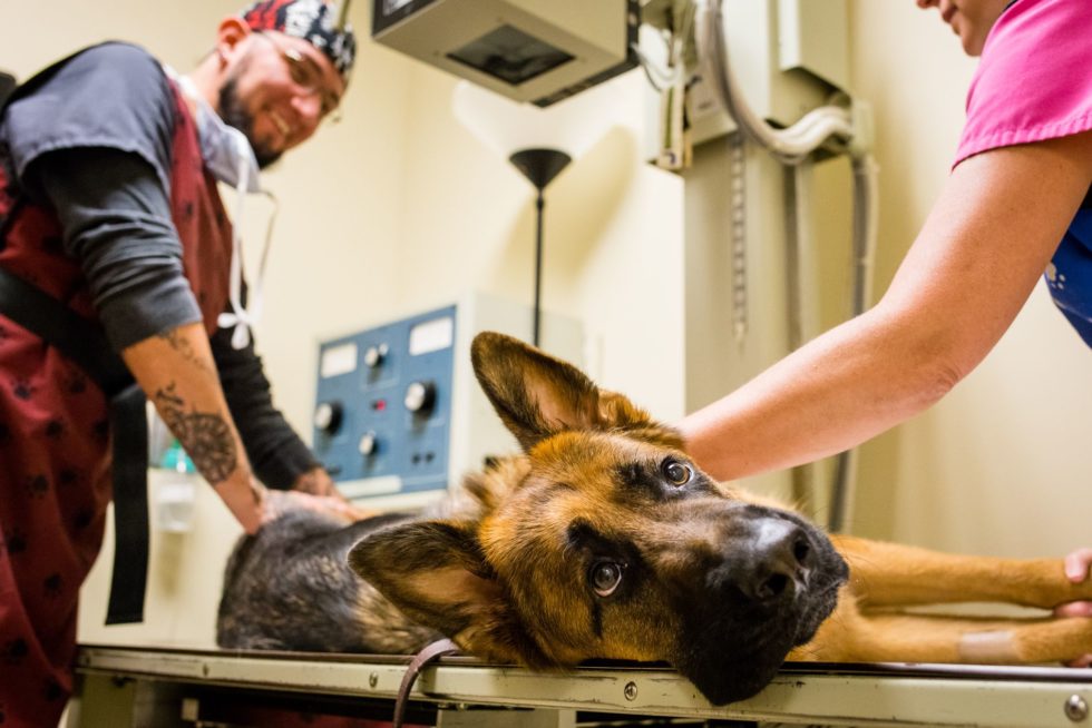 Veterinary Surgery in Colorado Springs Mountain View Veterinary Surgery